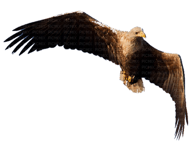 White Tailed Eagle - ücretsiz png