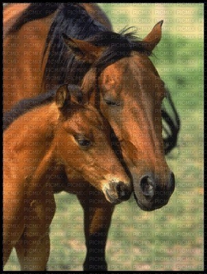 horse with foal bp - бесплатно png