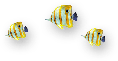 Fish.Gold.Blue.White - PNG gratuit