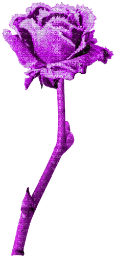 Purple Rose. - PNG gratuit