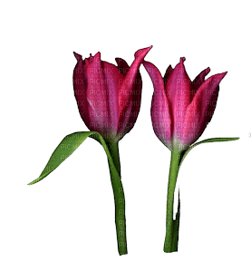 Flowers Tulips - bezmaksas png