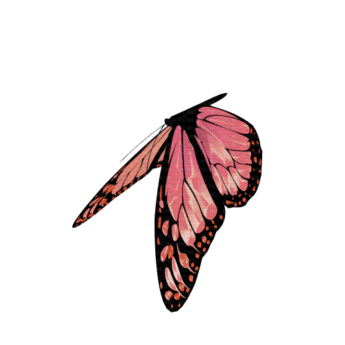 papillon rose - GIF animado gratis