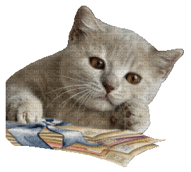 Cat - Ingyenes animált GIF