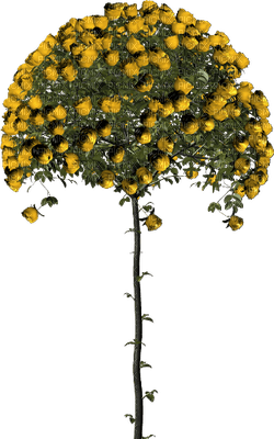 drzewo - 免费PNG