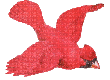 red bird - Δωρεάν κινούμενο GIF