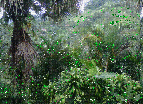 Jungle - Darmowy animowany GIF