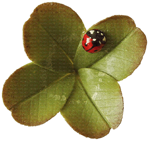 clover ladybird Bb2 - gratis png