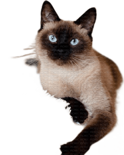 charmille _ animaux _ chat - Free PNG