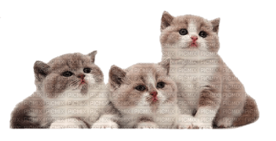 chats - 無料png