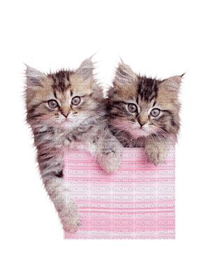 Kaz_Creations Cats Cat Kittens Kitten - ilmainen png
