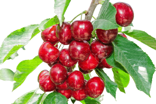 cherry,tree - zdarma png