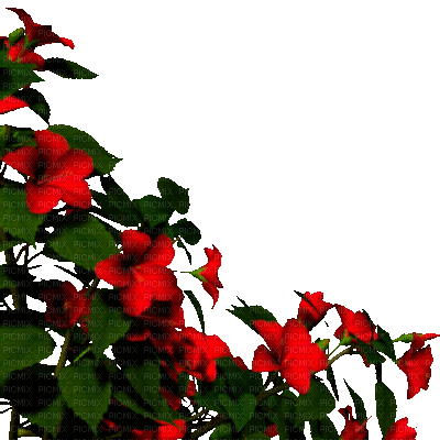 Y.A.M._Summer Flowers Decor - 免费动画 GIF