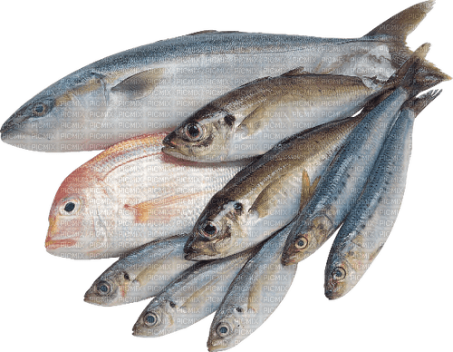 Fish - nemokama png