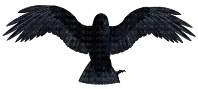 Ravens - besplatni png