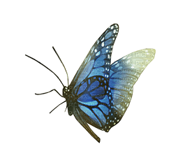 ✶ Butterfly {by Merishy} ✶ - безплатен png