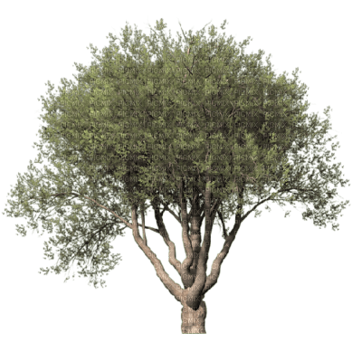 arbol paisaje - besplatni png