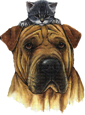 chien et chat - Darmowy animowany GIF