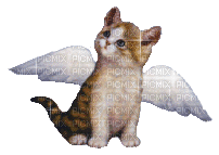 angel kitten - Animovaný GIF zadarmo