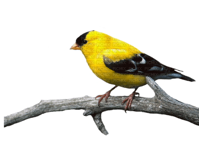 birds_oiseaux-bird_yellow____Blue DREAM 70 - gratis png