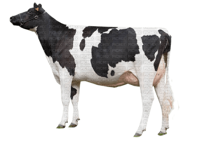 cow - 無料png