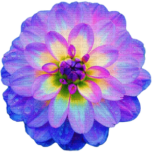purple flower - kostenlos png