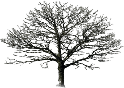tree anastasia - zdarma png