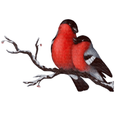 Pair Bullfinch- Branch-birds-bird - PNG gratuit