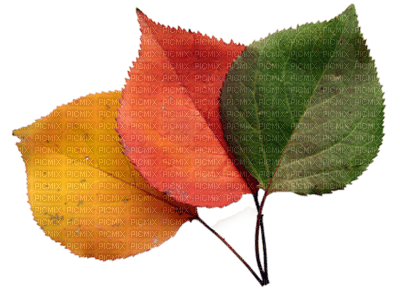 autumn - PNG gratuit