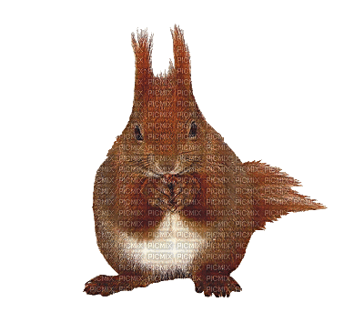 Squirrel - Darmowy animowany GIF