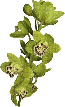 orchids green bp - gratis png