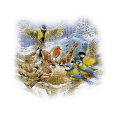 Kaz_Creations Bird Birds - darmowe png