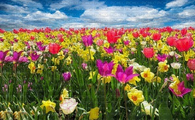 champ de tulipes/ HD - gratis png