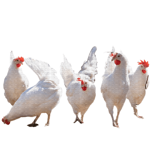 höns-höna---chicken---djur - 免费PNG