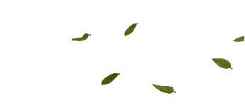 leaves anastasia - 免费动画 GIF