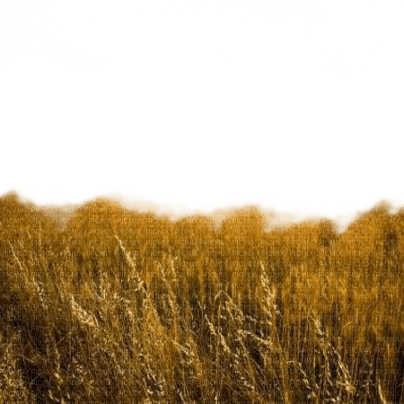 wheat field bg - nemokama png