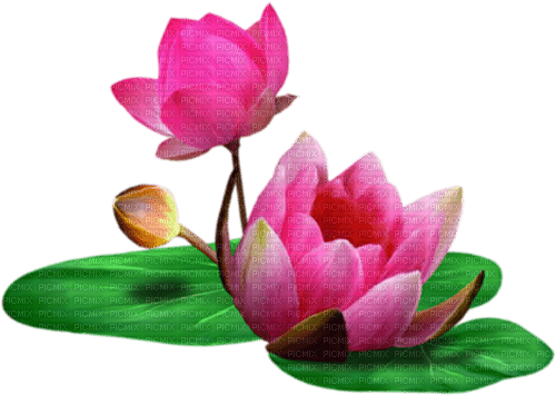 lotus/flower - zdarma png
