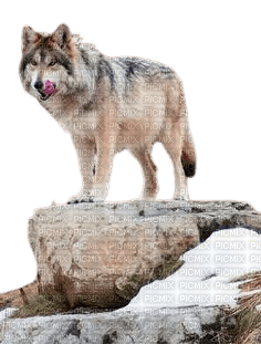 Loup sur rocher - 免费PNG