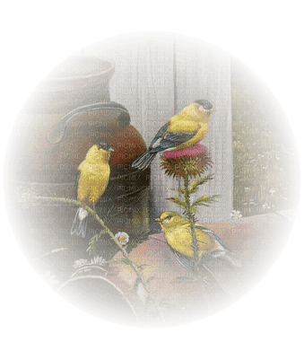 Kaz_Creations  Birds Bird - png gratuito