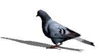 Bird pigeon - GIF animasi gratis