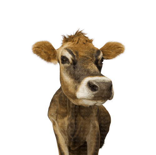 vache - kostenlos png
