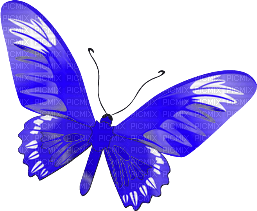 Schmetterling - ücretsiz png