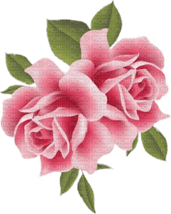 Zwei Rosen, rosa, roses - kostenlos png