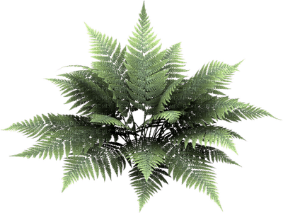 planta - ücretsiz png