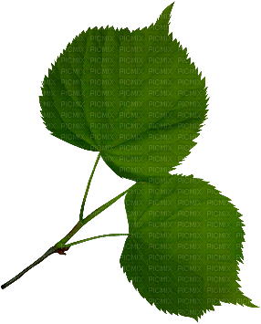 Leaf Lámina Blatt Feuille green verte verde - Free PNG