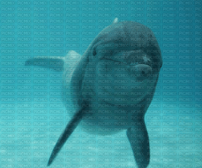 Delfini - Ilmainen animoitu GIF