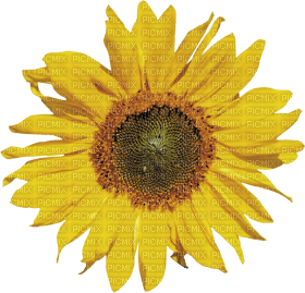 Kaz_Creations Deco Flowers Sunflower Flower - gratis png
