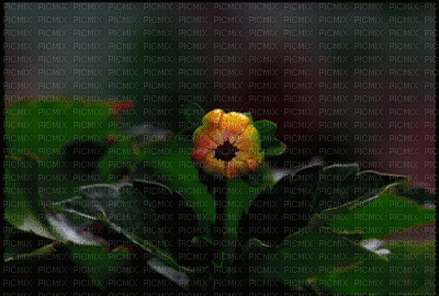 kwiat ruchomy - Δωρεάν κινούμενο GIF