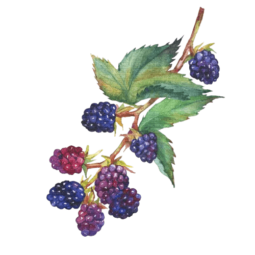 blackberries Bb2 - kostenlos png