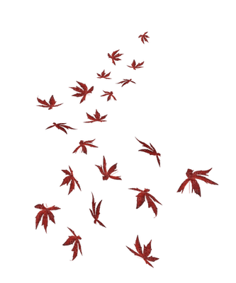 liście - png grátis