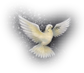 Oiseau - Free PNG